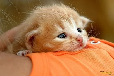 Sweet Baby Cat Wallpapers