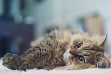 Cut Animal Sweet Cat