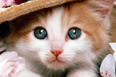 Sweet Cat Live Wallpapers Download   Sweet Cat Live Wallpapers 4.1.9 ...