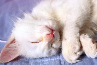 Sweet Cat's Dreams Pics