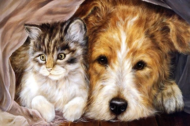 Beautiful Sweet Cats Cat And Dog The Wallpapers   Gallsource.com