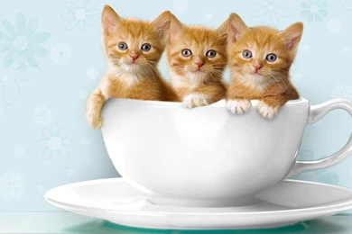Sweet Cat Trio On Cup >> HD Wallpaper, Get It Now!