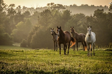 14 Wild Horses Wallpapers 1922 :: Wild Horses Desktop Wallpapers