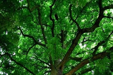 Free Love A Tree Day Computer Desktop Wallpapers