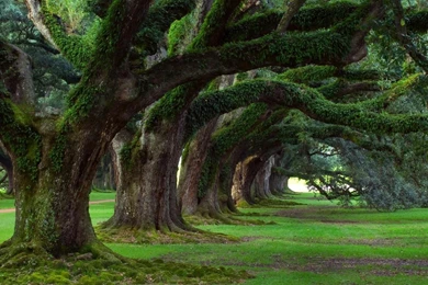 1920x1080 Old Trees Desktop PC And Mac Wallpapers