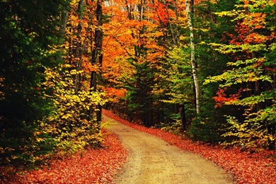 Autumn Trees Backgrounds Wallpaper.