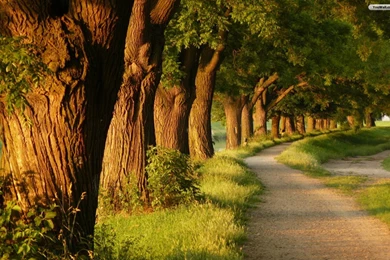 YouWall   Big Trees Path Wallpapers   Wallpaper,wallpapers,free ...