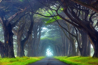 Nature Tunnel Of Trees Way Point Reyes National Seashore ...