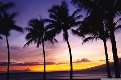 Palm Tree Wallpapers Desktop Backgrounds – Wallpapers