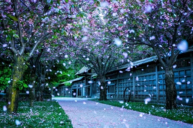 1920x1080 Spring Park Blooms Wallpapers