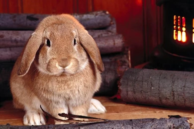 Cute Little Bunny Wallpapers 1920x1080 1080p Hd Wallpaper