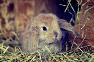 Cute Fluffy Bunny Wallpapers Pictures Photos Images