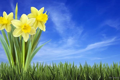 3D Flowers Beautiful Wallpapers