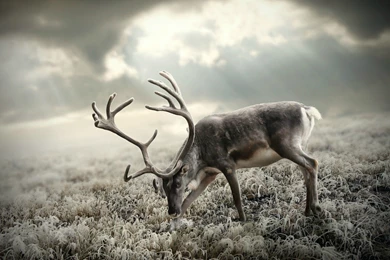 Reindeer Deer Animals Antler Landscape Nature Wildlife ...