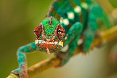 Cold blooded Chameleon HD Desktop Wallpapers 11   1280x1024 ...