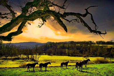 Relaxing Nature High Definition Wallpapers : Nature Wallpapers ...