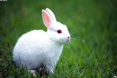 Rabbit Wallpapers Collection (38+)