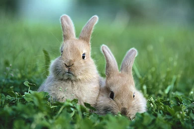 Rabbit Wallpapers (11028)   Wallpaperesque