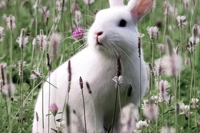 Rabbit In Flower Field HD Desktop Wallpapers : Widescreen : High ...