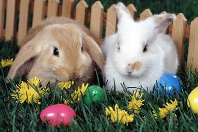 Rabbits Wallpapers Cute Rabbits Animal Wallpapers Gallery