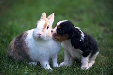 New Rabbit Wallpapers