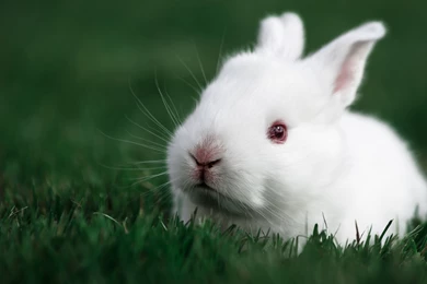 HD Backgrounds White Rabbit Face Green Grass Animal Wallpapers ...