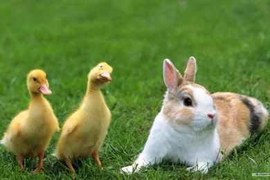 Wallpapers Animal Rabbit Walpaper 1366x768