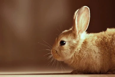 Rabbit Doubt Wallpapers Rabbit Desktop Wallpapers Pig Rabbit ...