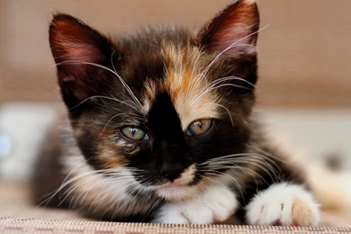 Calico Cat Wallpapers Cute Cat Wallpapers