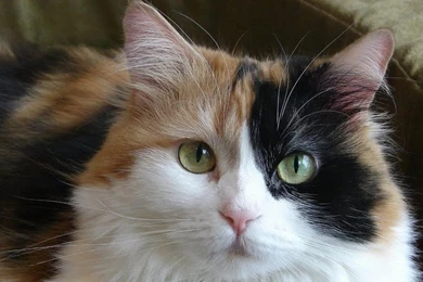 Calico Cat Wallpapers