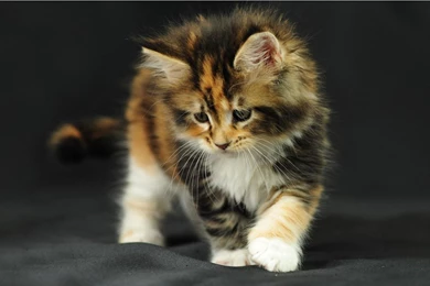 Looking For Trouble >> HD Wallpaper, Get It Now!