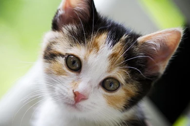 Young Calico Cat 215   Animals HD Desktop Wallpapers