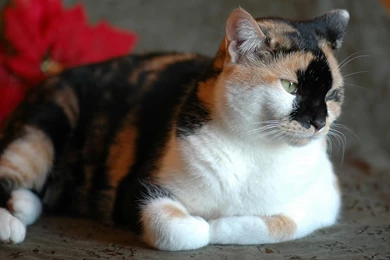 Calico Cat Images   Desktop Backgrounds