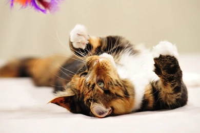 Grey parrot wallpapers