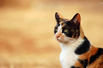 Kişiliği De Tüyleri Kadar Renkli Calico Kedisi