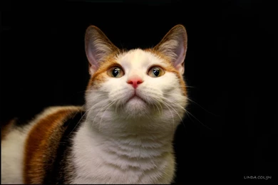 Calico Cat By KonikPolski On DeviantArt