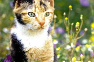 854x480 Wallpapers Page 81: Time Calico Cat Eyes Sitting Pisica ...