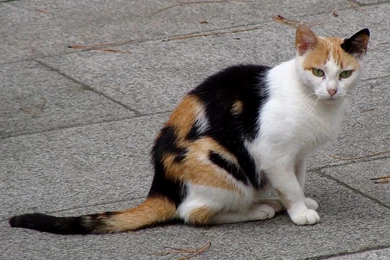File:Calico Cat In La Coruna Of Spain 01.jpg   Wikimedia Commons