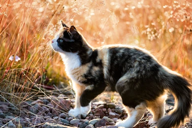 Cats Calico Kitty Wheat Field Animal Cat Photography Feline Pet ...