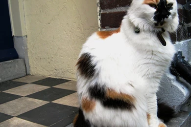 Calico Cat   (