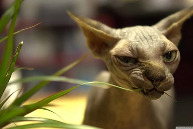 Calico Sphynx Cat   Wallpaper.