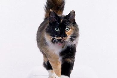 New: Cats Wallpapers / Cute / Funny / Beautiful