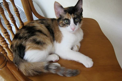 Kaili Share Your Story Living With A Calico Cat