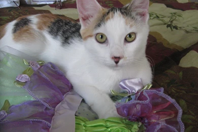 Mini The Calico Cat HD Desktop Wallpapers : Widescreen : High ...