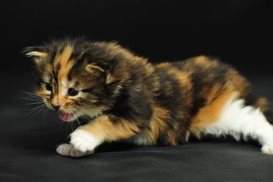 Kitty World: Free Kitten Wallpapers