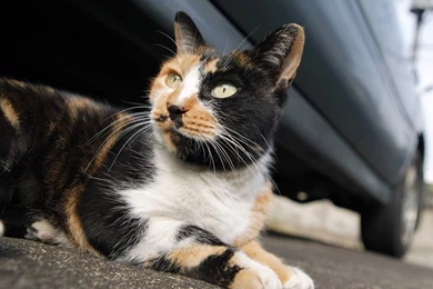 Free Calico Cat Wallpapers Download The Free Calico Cat Wallpapers ...