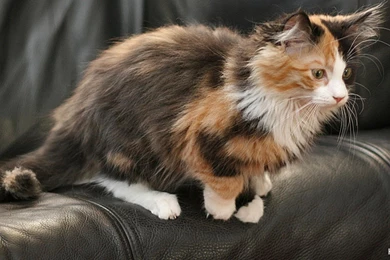 Calico Cat Pictures   HD Wallpapers Pretty