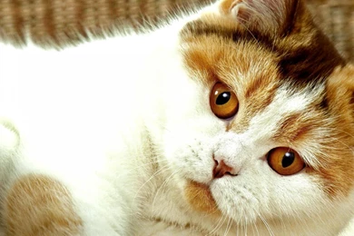 Cats Wallpapers Page 126: Calico Cat Laying Cute Paws Photos ...