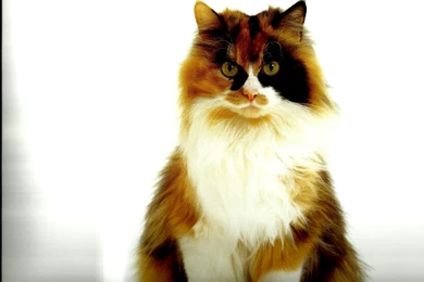 CALICO CAT WALLPAPER   (