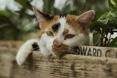 Calico Cat Wallpapers 1/4